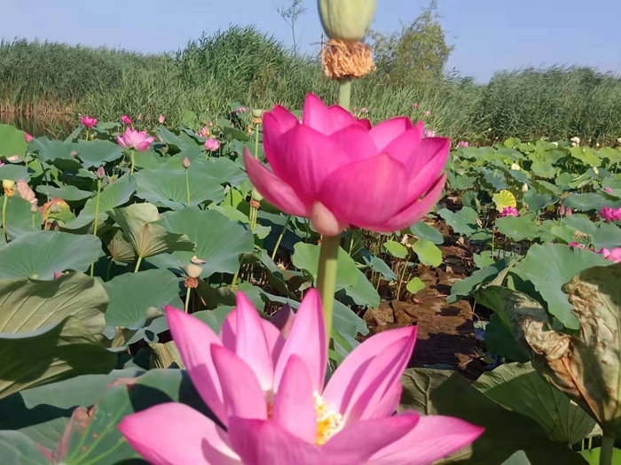 深水红莲